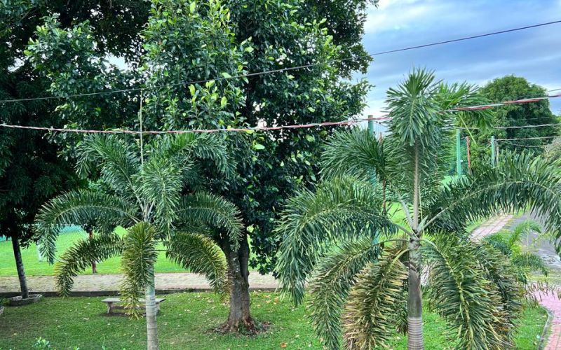 Foto principal da clínica Clínicas de Recuperação Casoto na Rodovia Índio Tibiriçá KM 65 em Suzano- SP